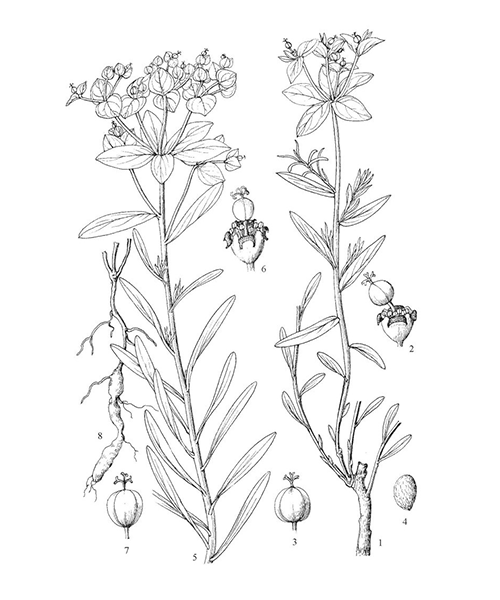 Natural compounds from  Euphorbia kansui